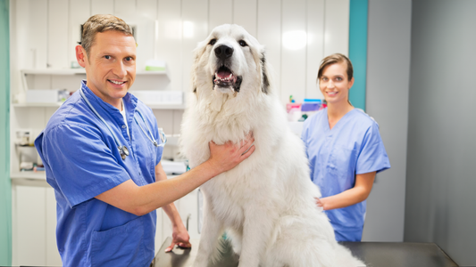 Smiling dog and veterinary staff after a dental check up